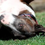 bull terrier ingles patas arriba