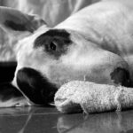 bull terrier ingles tumbado en casa