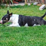 bull terrier ingles tumbado sobre el cesped
