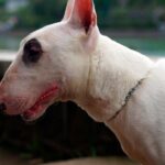 cabeza de un perro bull terrier ingles