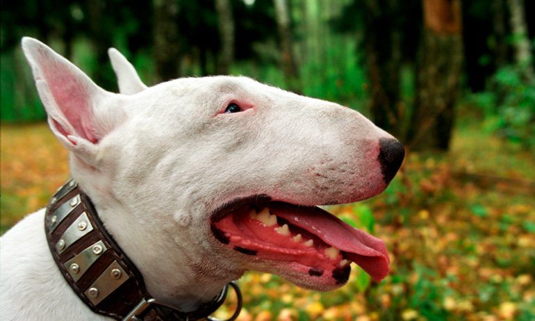 cabeza del bull terrier ingles