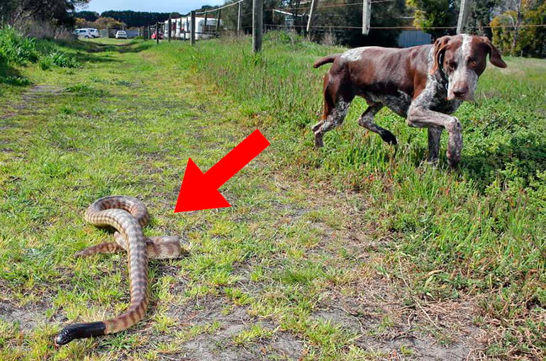 perro-paseando-junto-a-una-serpiente
