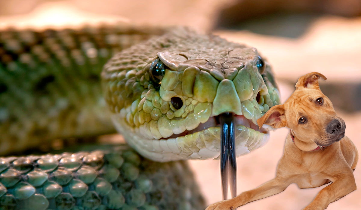 serpiente junto a perro