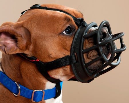 bozal especial para bóxer