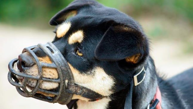 perro con bozal