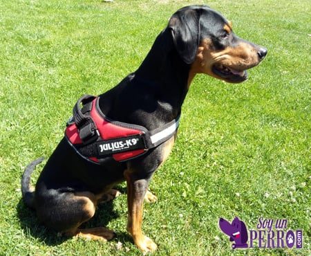 perro con arnés julius k9