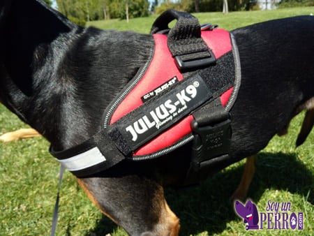 amarre lateral Julius K9