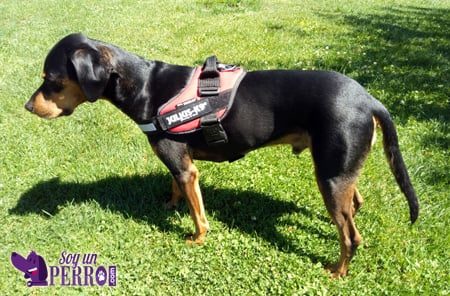 Arnés Julius K9 IDC puesto