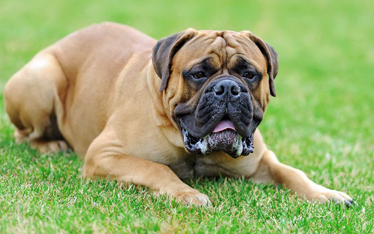 Mastiff en el jardín