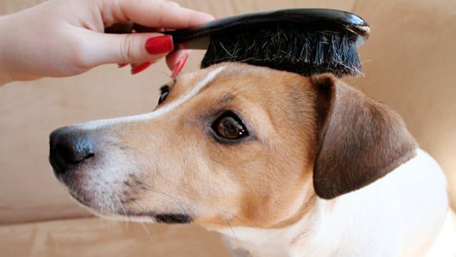 cepillar a perro