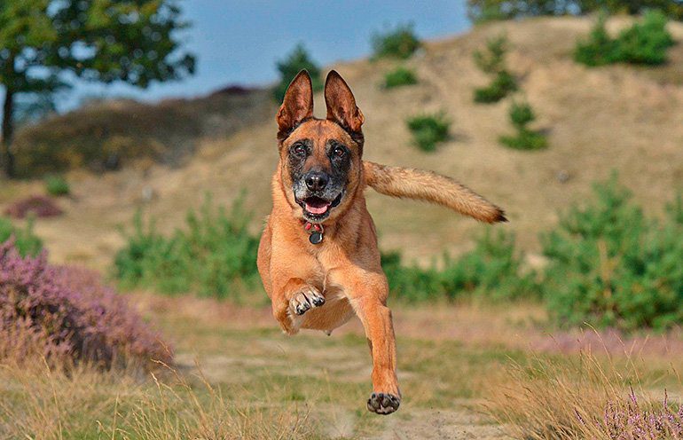 pastor belga malinois corriendo