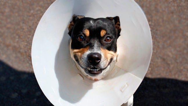 perro con collar isabelino