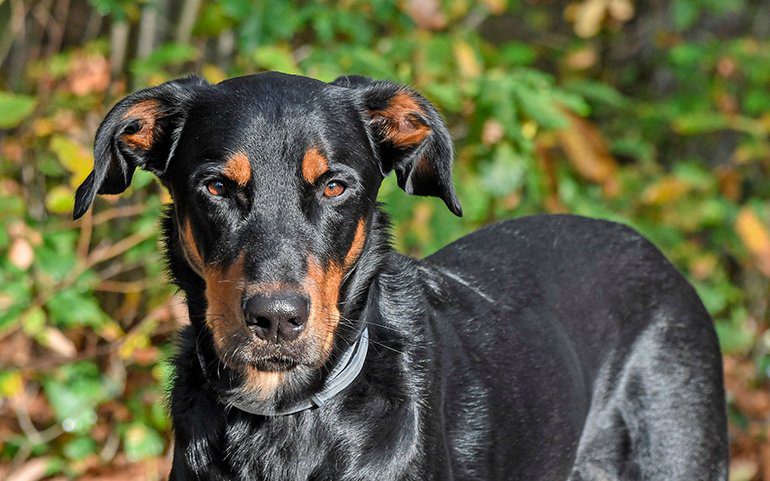 perro de raza beauceron