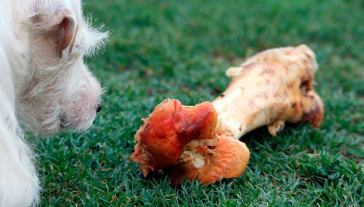 perro observando un hueso enorme