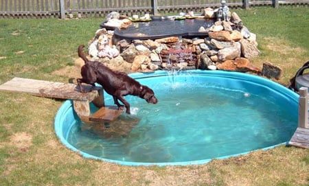 piscina para perros en agujero