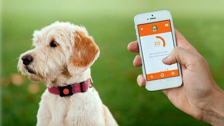 perro con collar gps