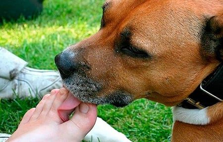 perro lamiendo los pies