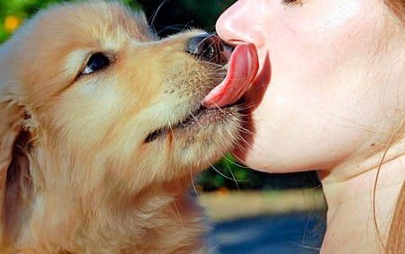 perro lamiendo la cara