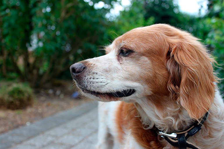 perro bretón español
