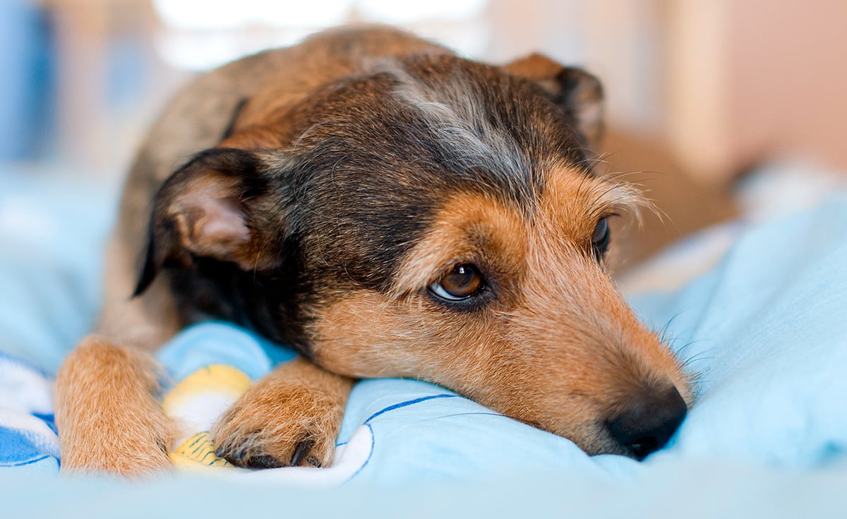 perro con dolor acostado en su cama