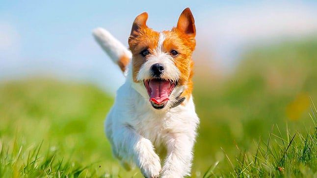 perro corriendo
