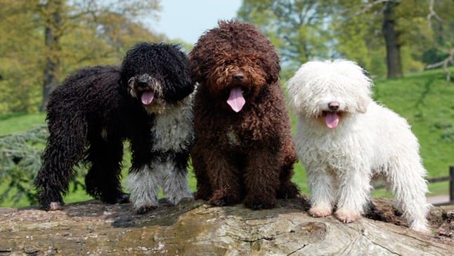 perro de agua español