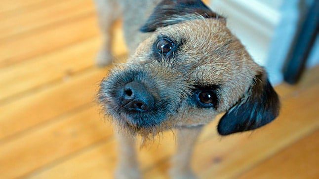 perro inclina cabeza