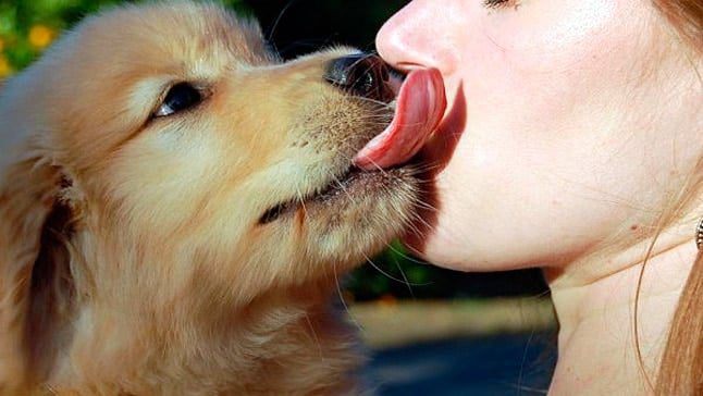 perro lame cara