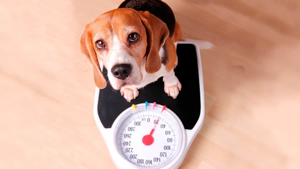 perro pesandose en una bascula