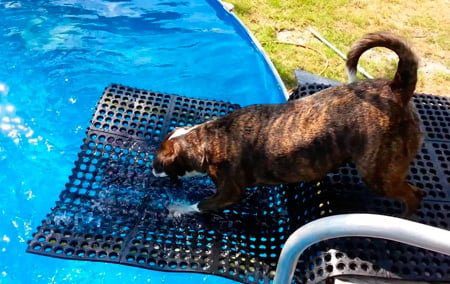 rampa para perros en piscina