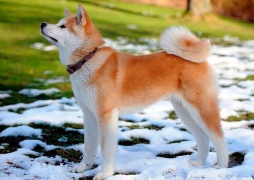 perro Akita Inu