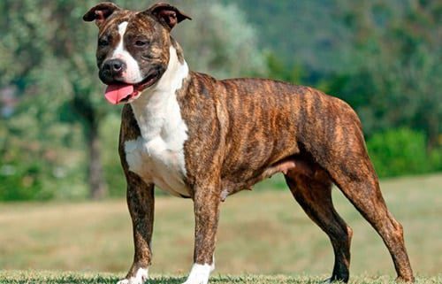 American Staffordshire Terrier