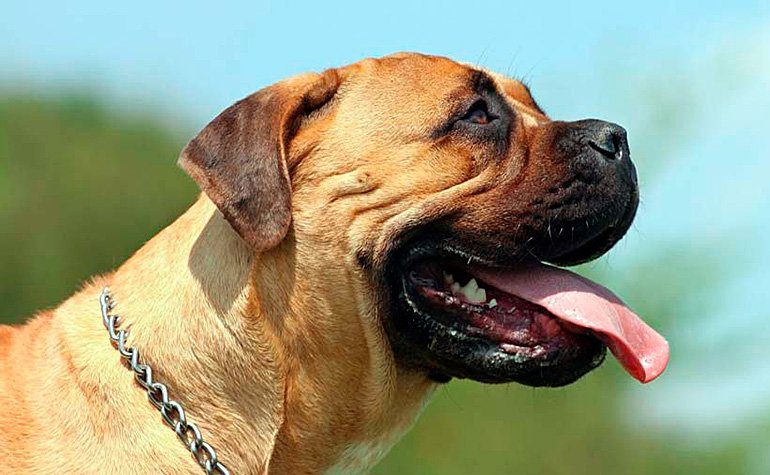 Bullmastiff