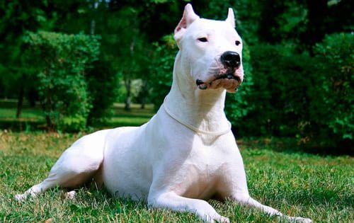 perros de presa dogo argentino
