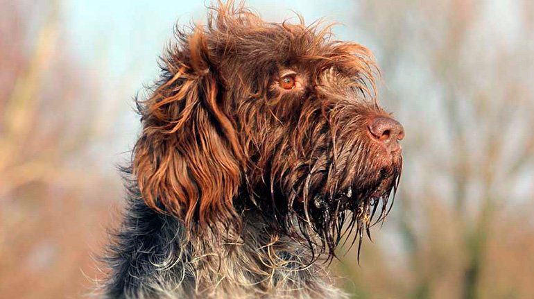 Griffon de Korthals 2