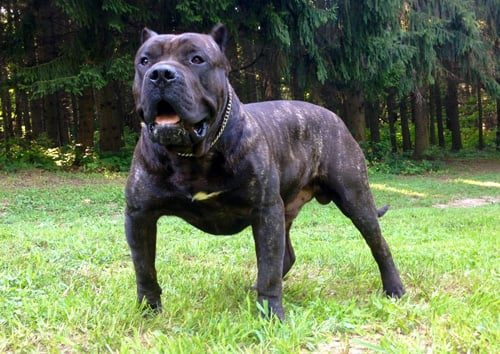 perro de presa canario