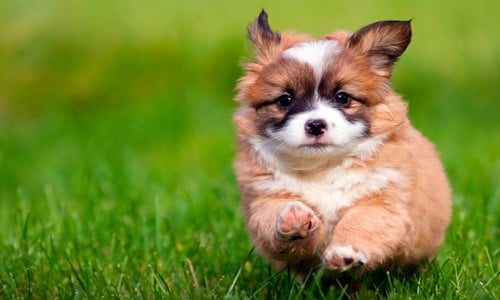 cuidar de un cachorro paseando