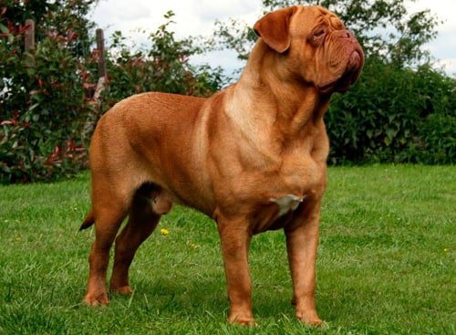 dogo de burdeos