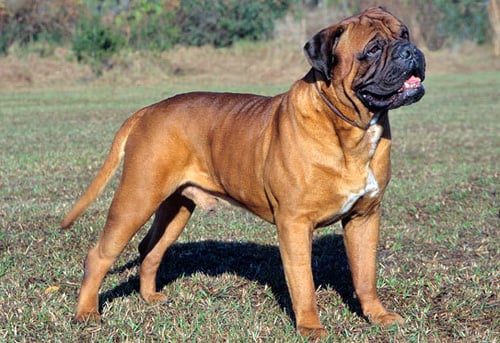 mastiff