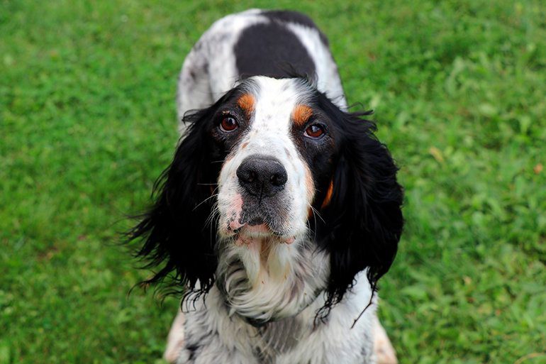 perro Setter Inglés