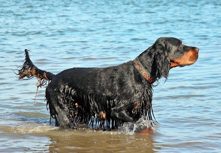 perro de raza gordon setter en el agua