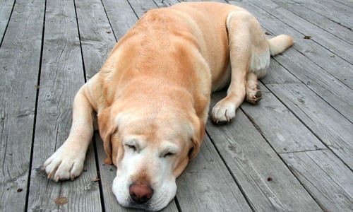 perro dormido sobre sus patas