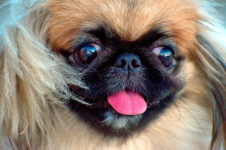 rostro de un perro pekinés