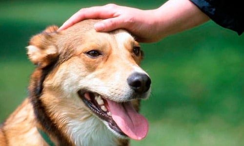 acariciar perro