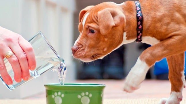 perro bebiendo agua