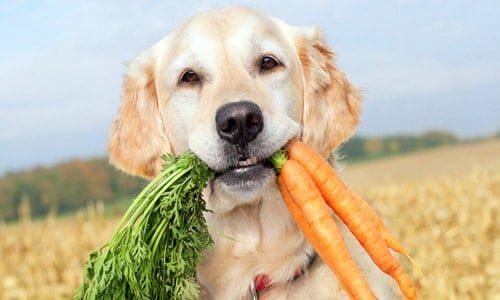 perro come vegetales