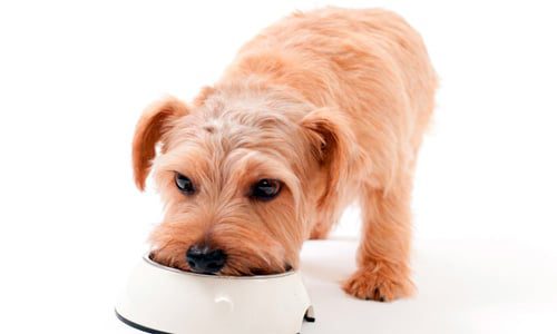 perro comiendo pienso