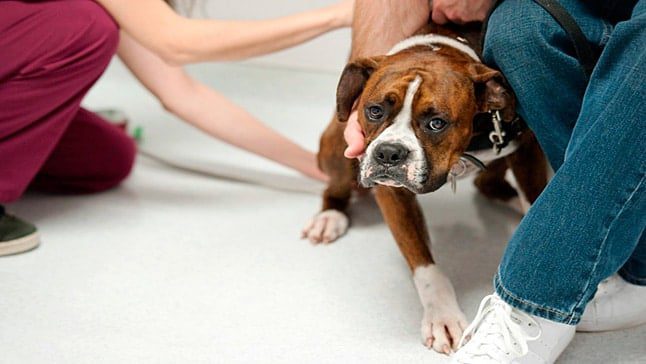 perro con miedo al veterinario