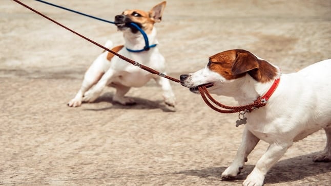 perros mordiendo correa P