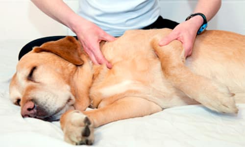 masajeando a un perro